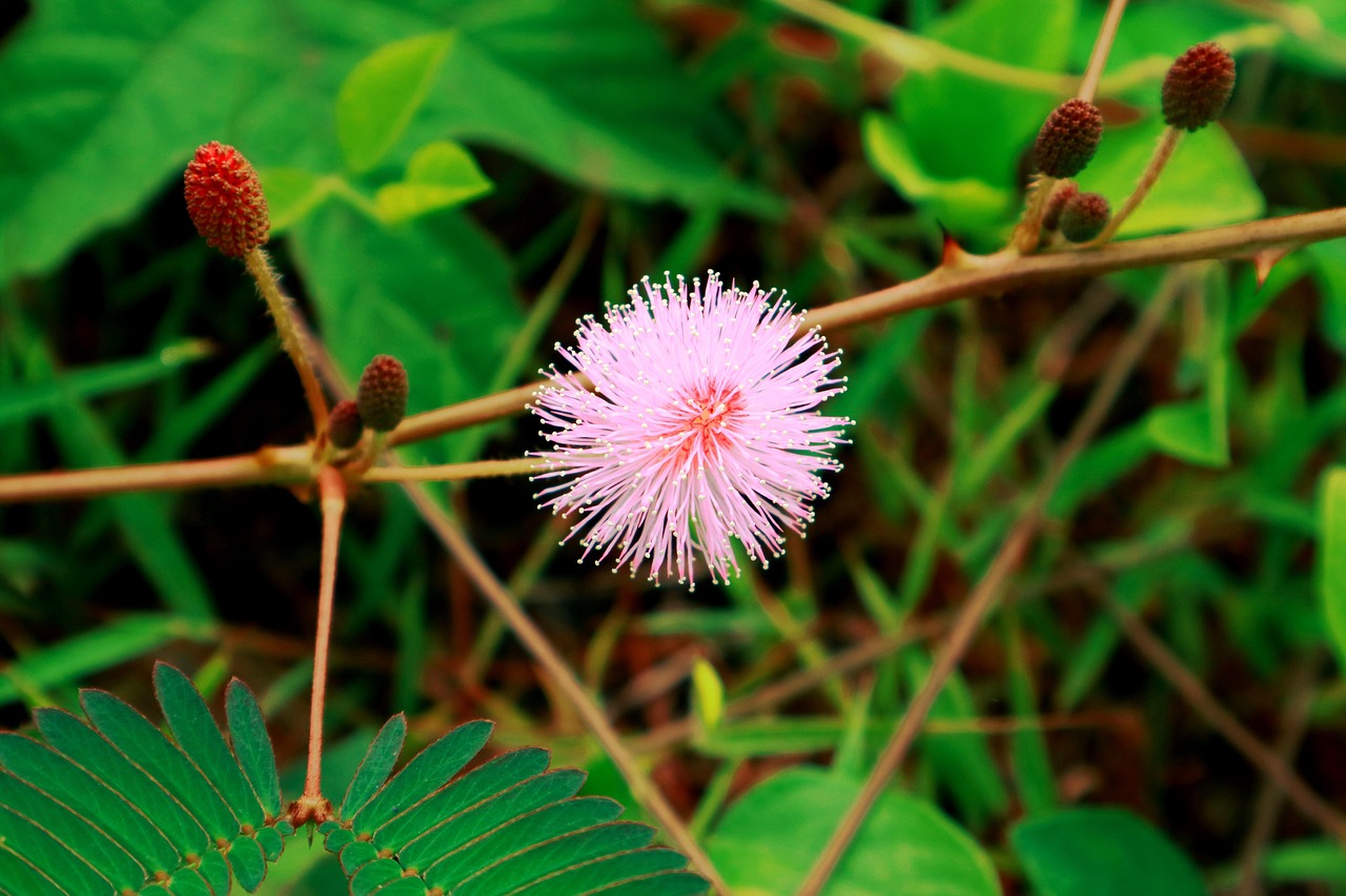 茶花股份行情深度解析与展望